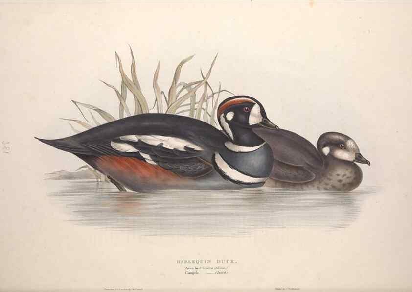 Reproducción/Reproduction 39813881963: The birds of Europe.. London,Printed by R. and J.E. Taylor, pub. by the author,1837.. 