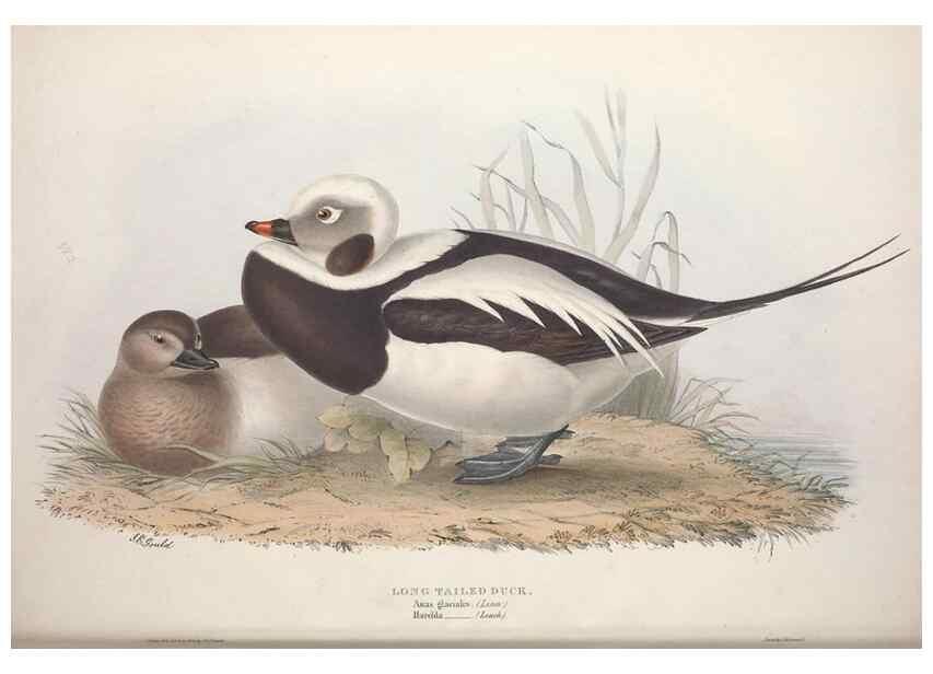 Reproducción/Reproduction 46054126724: The birds of Europe.. London,Printed by R. and J.E. Taylor, pub. by the author,1837.. 
