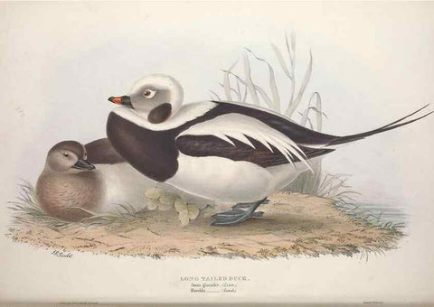 Reproducción/Reproduction 46054126724: The birds of Europe.. London,Printed by R. and J.E. Taylor, pub. by the author,1837.. 