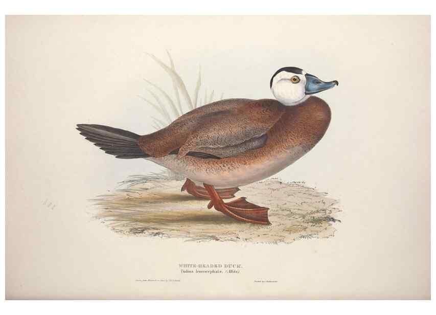 Reproducción/Reproduction 46054128084: The birds of Europe.. London,Printed by R. and J.E. Taylor, pub. by the author,1837.. 