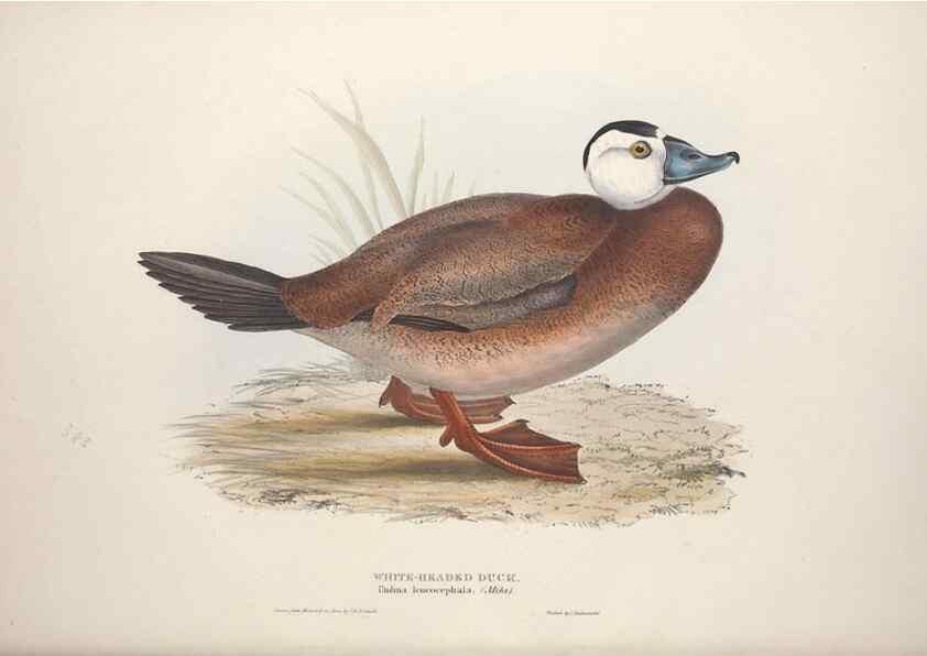Reproducción/Reproduction 46054128084: The birds of Europe.. London,Printed by R. and J.E. Taylor, pub. by the author,1837.. 
