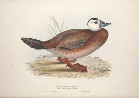 Reproducción/Reproduction 46054128084: The birds of Europe.. London,Printed by R. and J.E. Taylor, pub. by the author,1837.. 