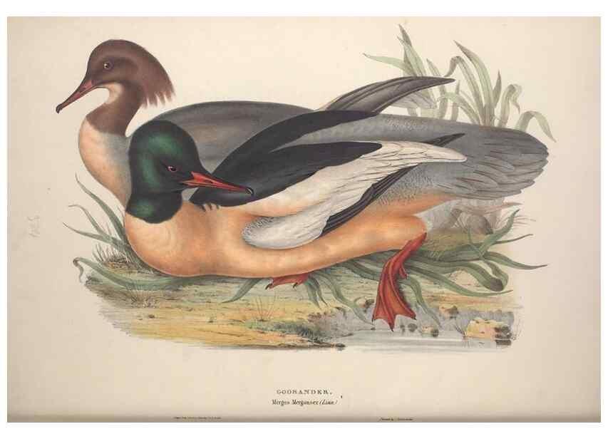 Reproducción/Reproduction 46726501872: The birds of Europe.. London,Printed by R. and J.E. Taylor, pub. by the author,1837.. 
