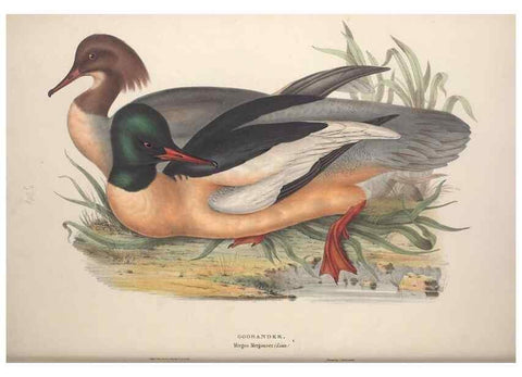 Reproducción/Reproduction 46726501872: The birds of Europe.. London,Printed by R. and J.E. Taylor, pub. by the author,1837.. 