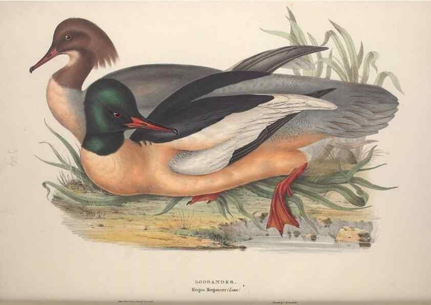 Reproducción/Reproduction 46726501872: The birds of Europe.. London,Printed by R. and J.E. Taylor, pub. by the author,1837.. 
