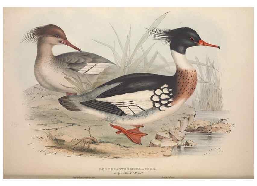 Reproducción/Reproduction 46726503082: The birds of Europe.. London,Printed by R. and J.E. Taylor, pub. by the author,1837.. 