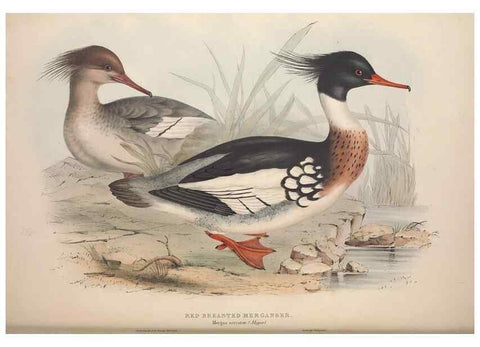 Reproducción/Reproduction 46726503082: The birds of Europe.. London,Printed by R. and J.E. Taylor, pub. by the author,1837.. 