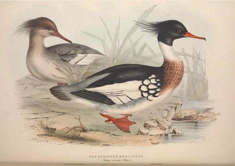 Reproducción/Reproduction 46726503082: The birds of Europe.. London,Printed by R. and J.E. Taylor, pub. by the author,1837.. 