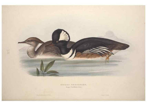 Reproducción/Reproduction 46726504002: The birds of Europe.. London,Printed by R. and J.E. Taylor, pub. by the author,1837.. 