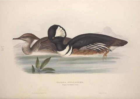 Reproducción/Reproduction 46726504002: The birds of Europe.. London,Printed by R. and J.E. Taylor, pub. by the author,1837.. 