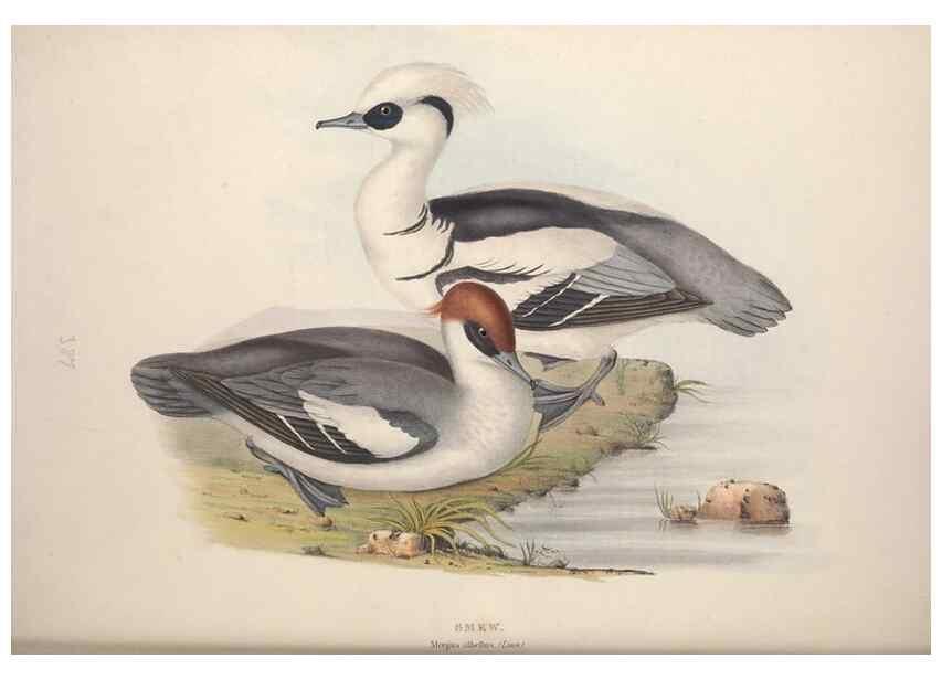 Reproducción/Reproduction 45864122155: The birds of Europe.. London,Printed by R. and J.E. Taylor, pub. by the author,1837.. 