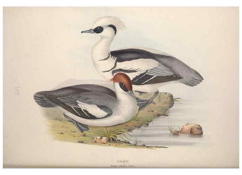 Reproducción/Reproduction 45864122155: The birds of Europe.. London,Printed by R. and J.E. Taylor, pub. by the author,1837.. 