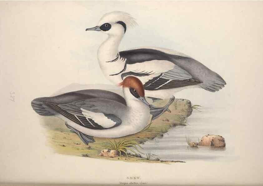 Reproducción/Reproduction 45864122155: The birds of Europe.. London,Printed by R. and J.E. Taylor, pub. by the author,1837.. 