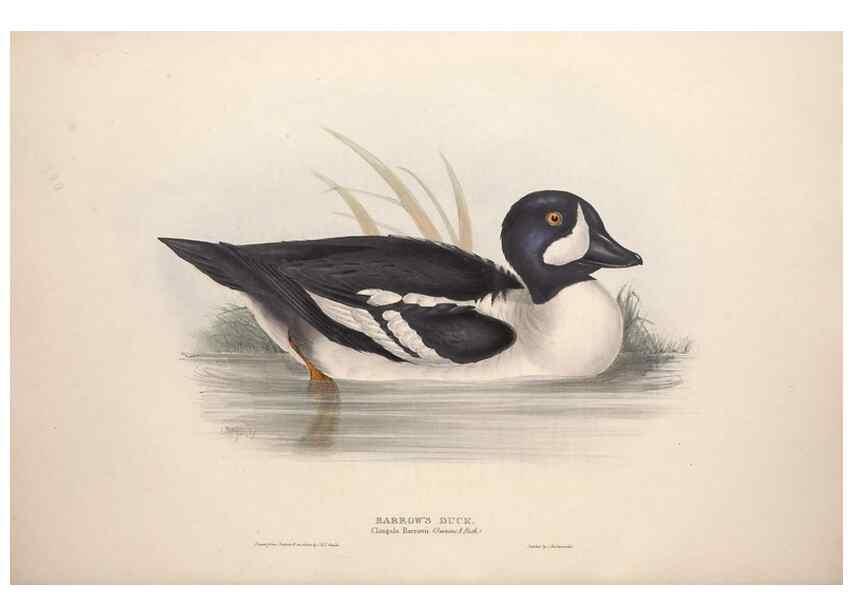 Reproducción/Reproduction 39813880773: The birds of Europe.. London,Printed by R. and J.E. Taylor, pub. by the author,1837.. 