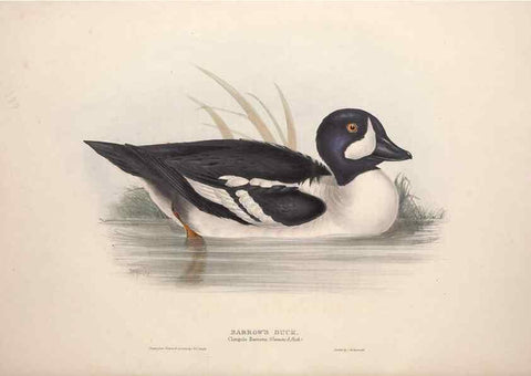 Reproducción/Reproduction 39813880773: The birds of Europe.. London,Printed by R. and J.E. Taylor, pub. by the author,1837.. 