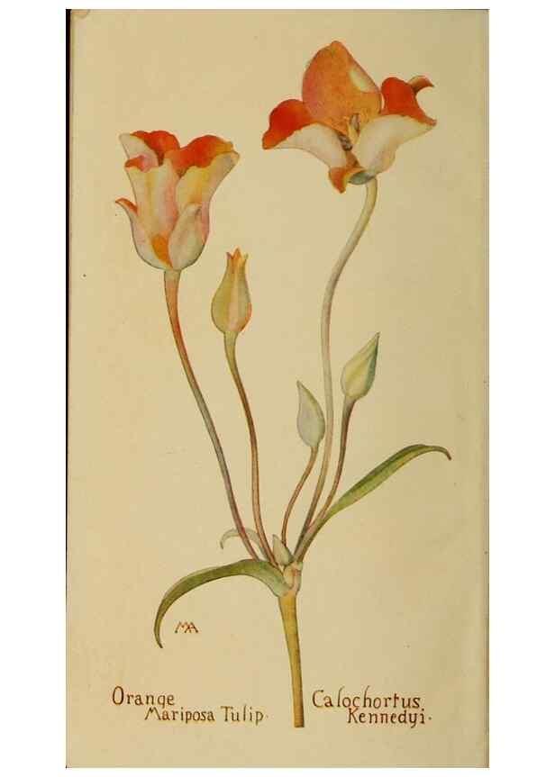 Reproducción/Reproduction 39887795963: Field book of western wild flowers /. New York :Putnam,1915.. 