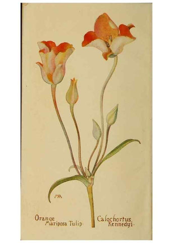Reproducción/Reproduction 39887795963: Field book of western wild flowers /. New York :Putnam,1915.. 