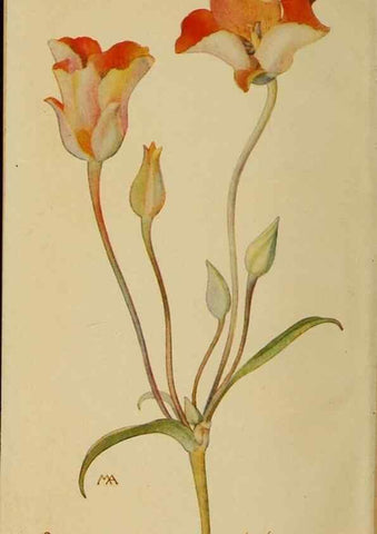 Reproducción/Reproduction 39887795963: Field book of western wild flowers /. New York :Putnam,1915.. 