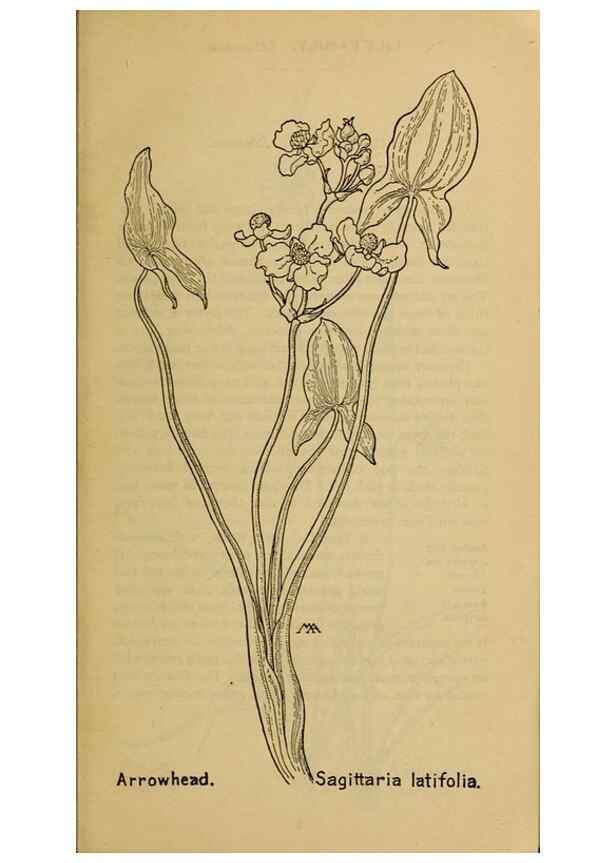 Reproducción/Reproduction 46800682052: Field book of western wild flowers /. New York :Putnam,1915.. 