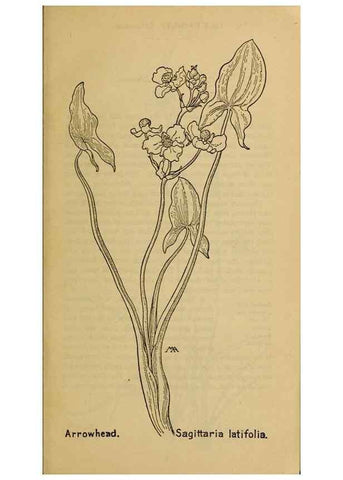 Reproducción/Reproduction 46800682052: Field book of western wild flowers /. New York :Putnam,1915.. 