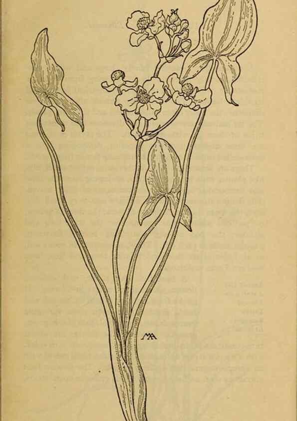 Reproducción/Reproduction 46800682052: Field book of western wild flowers /. New York :Putnam,1915.. 
