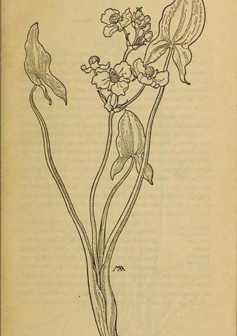 Reproducción/Reproduction 46800682052: Field book of western wild flowers /. New York :Putnam,1915.. 