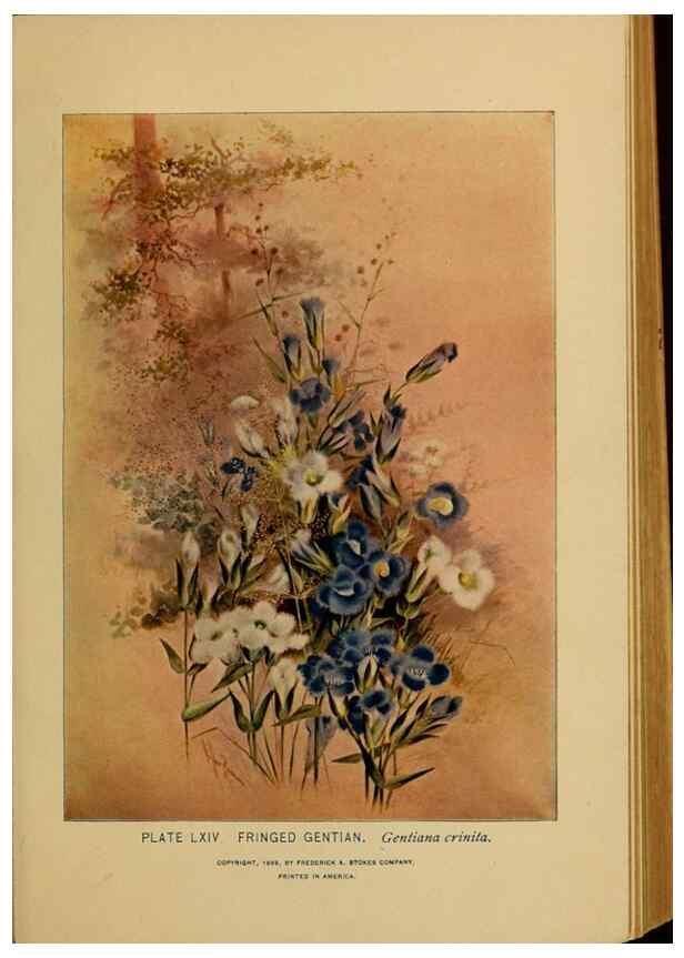 Reproducción/Reproduction 39887865523: A guide to the wild flowers.. New York,F. A. Stokes[1899]. 