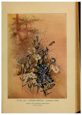 Reproducción/Reproduction 39887865523: A guide to the wild flowers.. New York,F. A. Stokes[1899]. 