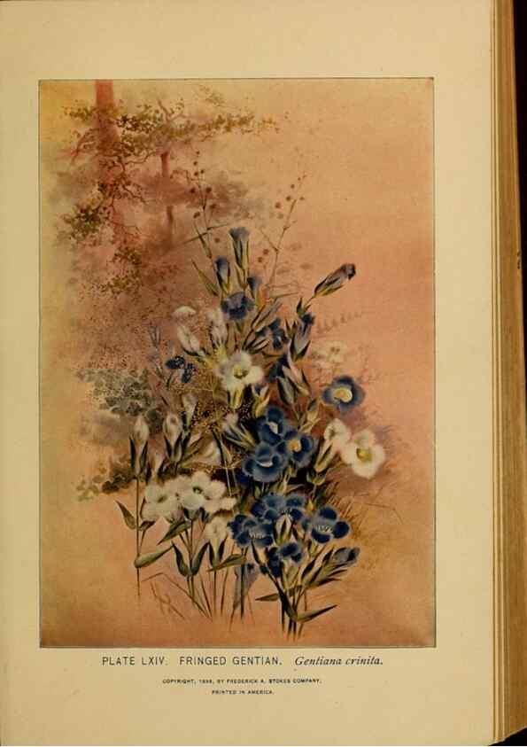 Reproducción/Reproduction 39887865523: A guide to the wild flowers.. New York,F. A. Stokes[1899]. 