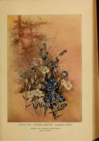 Reproducción/Reproduction 39887865523: A guide to the wild flowers.. New York,F. A. Stokes[1899]. 