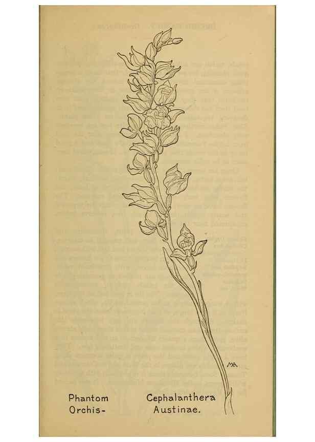 Reproducción/Reproduction 32977411368: Field book of western wild flowers /. New York :Putnam,1915.. 