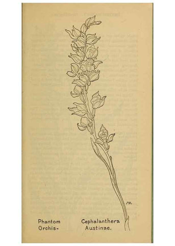 Reproducción/Reproduction 32977411368: Field book of western wild flowers /. New York :Putnam,1915.. 