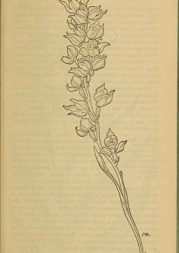 Reproducción/Reproduction 32977411368: Field book of western wild flowers /. New York :Putnam,1915.. 