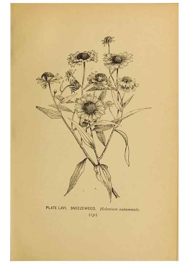 Reproducción/Reproduction 46127721884: A guide to the wild flowers.. New York,F. A. Stokes[1899]. 