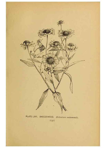 Reproducción/Reproduction 46127721884: A guide to the wild flowers.. New York,F. A. Stokes[1899]. 