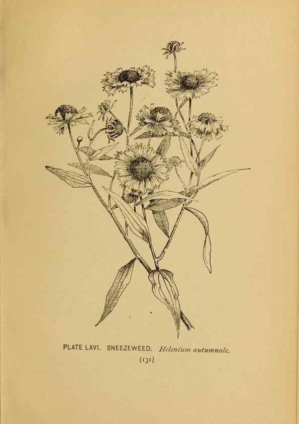Reproducción/Reproduction 46127721884: A guide to the wild flowers.. New York,F. A. Stokes[1899]. 