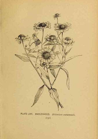 Reproducción/Reproduction 46127721884: A guide to the wild flowers.. New York,F. A. Stokes[1899]. 