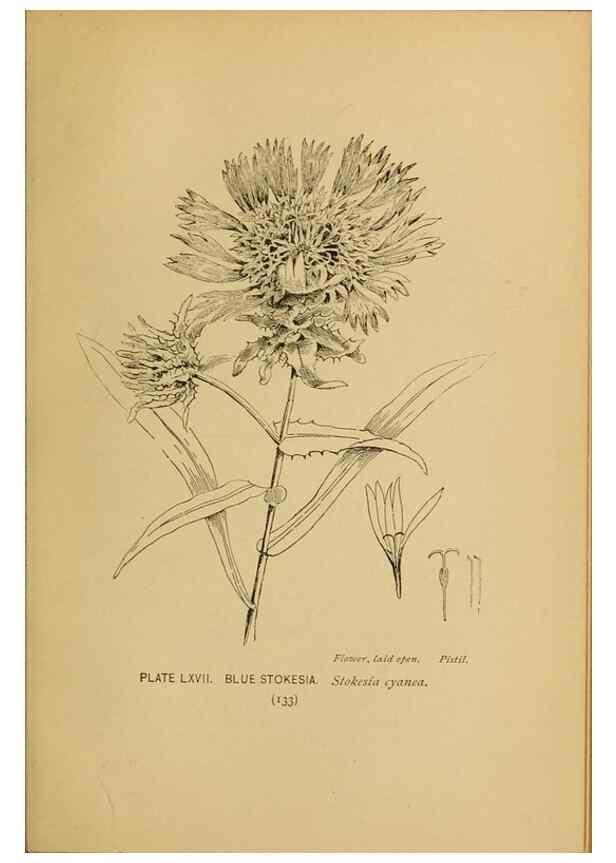 Reproducción/Reproduction 32977411848: A guide to the wild flowers.. New York,F. A. Stokes[1899]. 