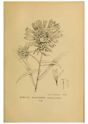 Reproducción/Reproduction 32977411848: A guide to the wild flowers.. New York,F. A. Stokes[1899]. 