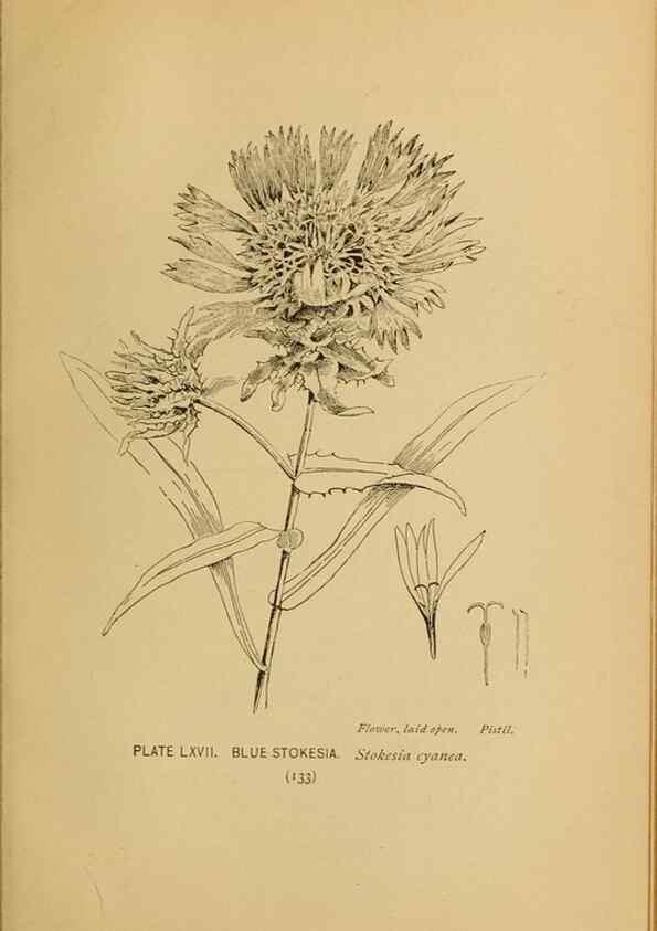 Reproducción/Reproduction 32977411848: A guide to the wild flowers.. New York,F. A. Stokes[1899]. 