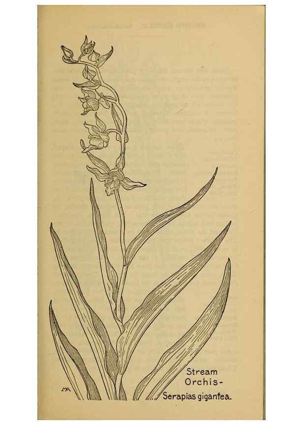 Reproducción/Reproduction 39887867943: Field book of western wild flowers /. New York :Putnam,1915.. 