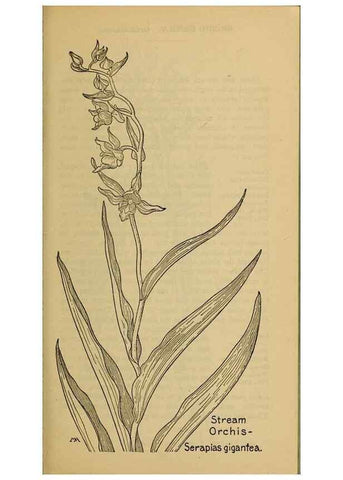 Reproducción/Reproduction 39887867943: Field book of western wild flowers /. New York :Putnam,1915.. 