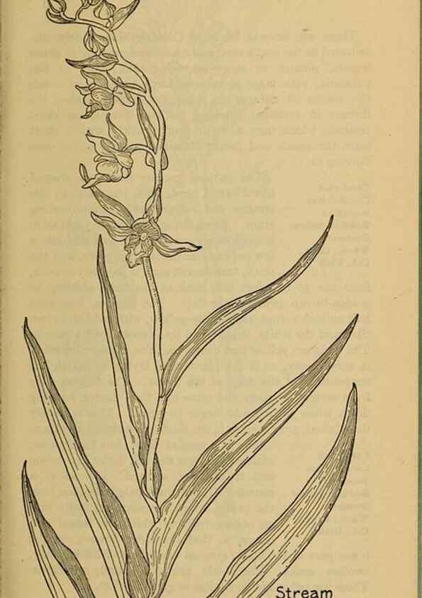 Reproducción/Reproduction 39887867943: Field book of western wild flowers /. New York :Putnam,1915.. 