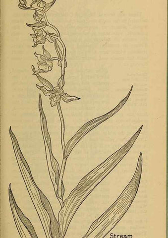 Reproducción/Reproduction 39887867943: Field book of western wild flowers /. New York :Putnam,1915.. 