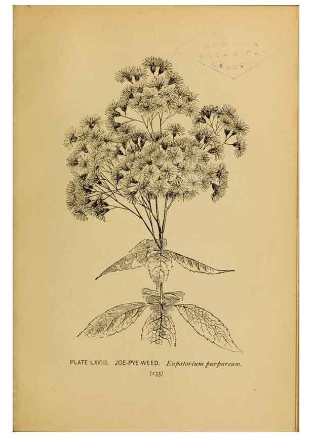 Reproducción/Reproduction 32977412328: A guide to the wild flowers.. New York,F. A. Stokes[1899]. 