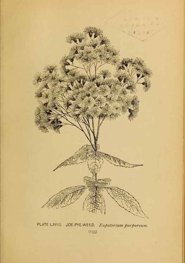 Reproducción/Reproduction 32977412328: A guide to the wild flowers.. New York,F. A. Stokes[1899]. 