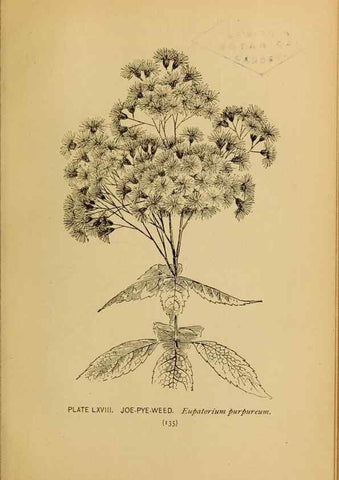 Reproducción/Reproduction 32977412328: A guide to the wild flowers.. New York,F. A. Stokes[1899]. 