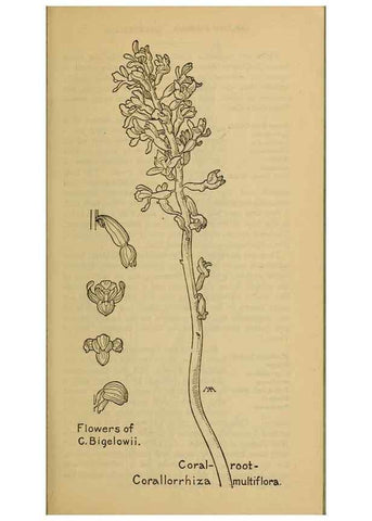 Reproducción/Reproduction 45938176405: Field book of western wild flowers /. New York :Putnam,1915.. 