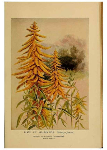 Reproducción/Reproduction 46800737942: A guide to the wild flowers.. New York,F. A. Stokes[1899]. 