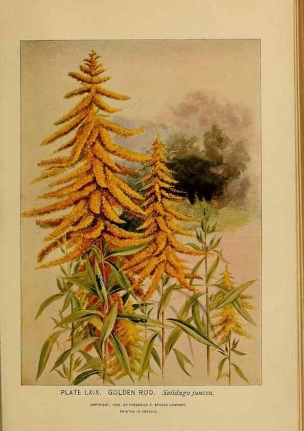 Reproducción/Reproduction 46800737942: A guide to the wild flowers.. New York,F. A. Stokes[1899]. 